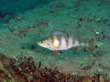 Close-up of a perch fish swimming in a lake