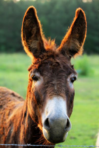 Portrait of lion on field