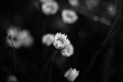 Close-up of flowering plant