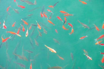 High angle view of fish swimming in lake