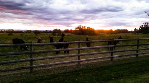 Cows grazing on field against sky during sunset