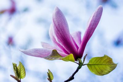 Close-up of pink flowering plant leaves