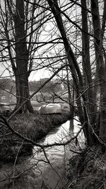 Bare trees by river against sky