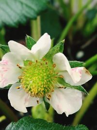 Close-up of white flowering plant