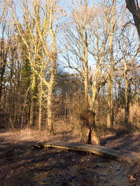 Bare trees in forest