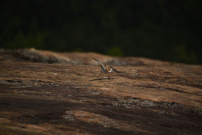 Close-up of bird on wood