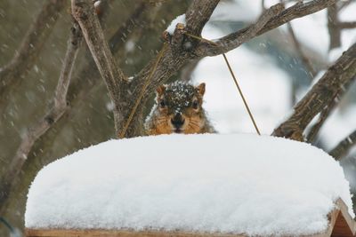 Close-up of squirrel on snow