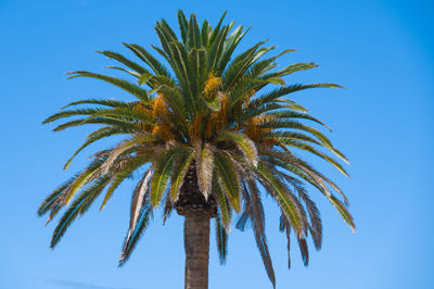 palm tree