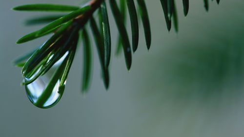 Close-up of wet fir