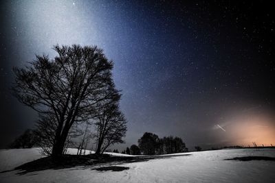 Trees on snow covered landscape against clear sky at night
