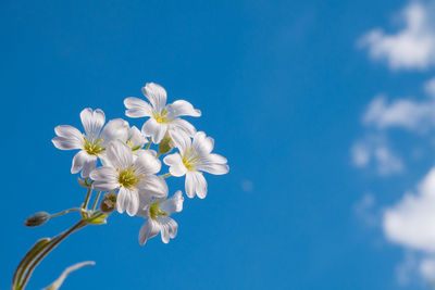 Low angle view of white flowers against blue sky