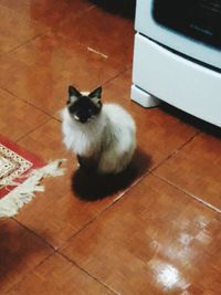 Cat sitting on floor