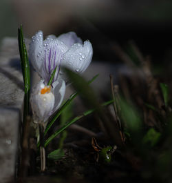 Close-up of water drops on plant