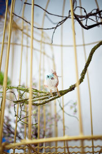 Close-up of bird perching on branch