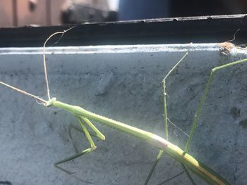 Close-up of insect on railing