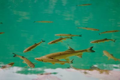 Flock of fish swimming in sea