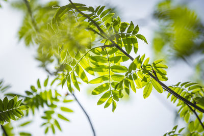 Beautiful rowan tree branches with leaves during spring season.