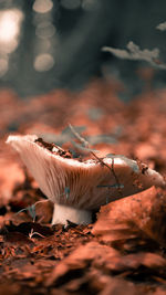 Close-up of dried mushroom on field