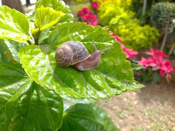 Close-up of snail on leaves