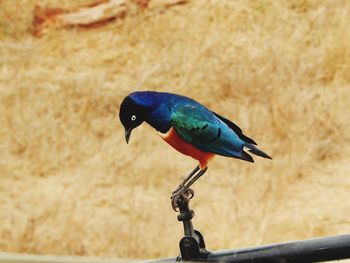 Close-up of a bird