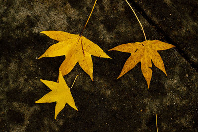 High angle view of maple leaves on field