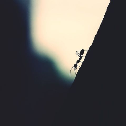 CLOSE-UP OF INSECT ON SILHOUETTE LEAF