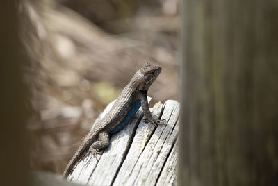 Large male eastern fence lizard sceloporus consobrinus on a wooden post