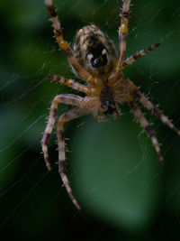 Close-up of spider on web