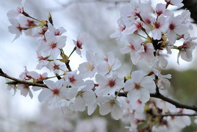 Close-up of cherry blossom