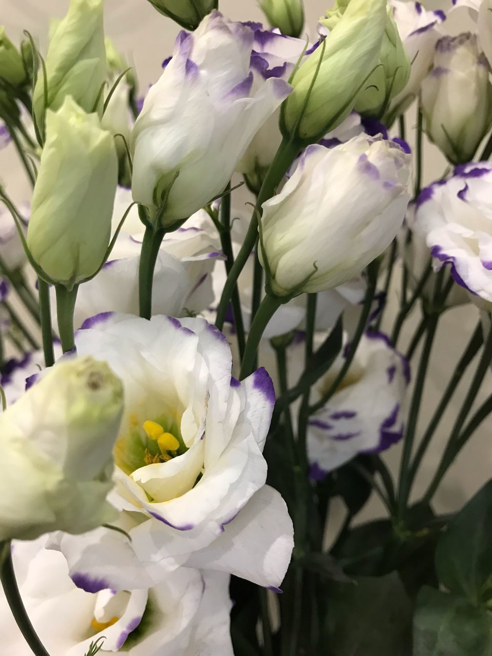 CLOSE-UP OF FRESH WHITE FLOWERING PLANT