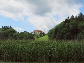 Scenic view of agricultural field against sky