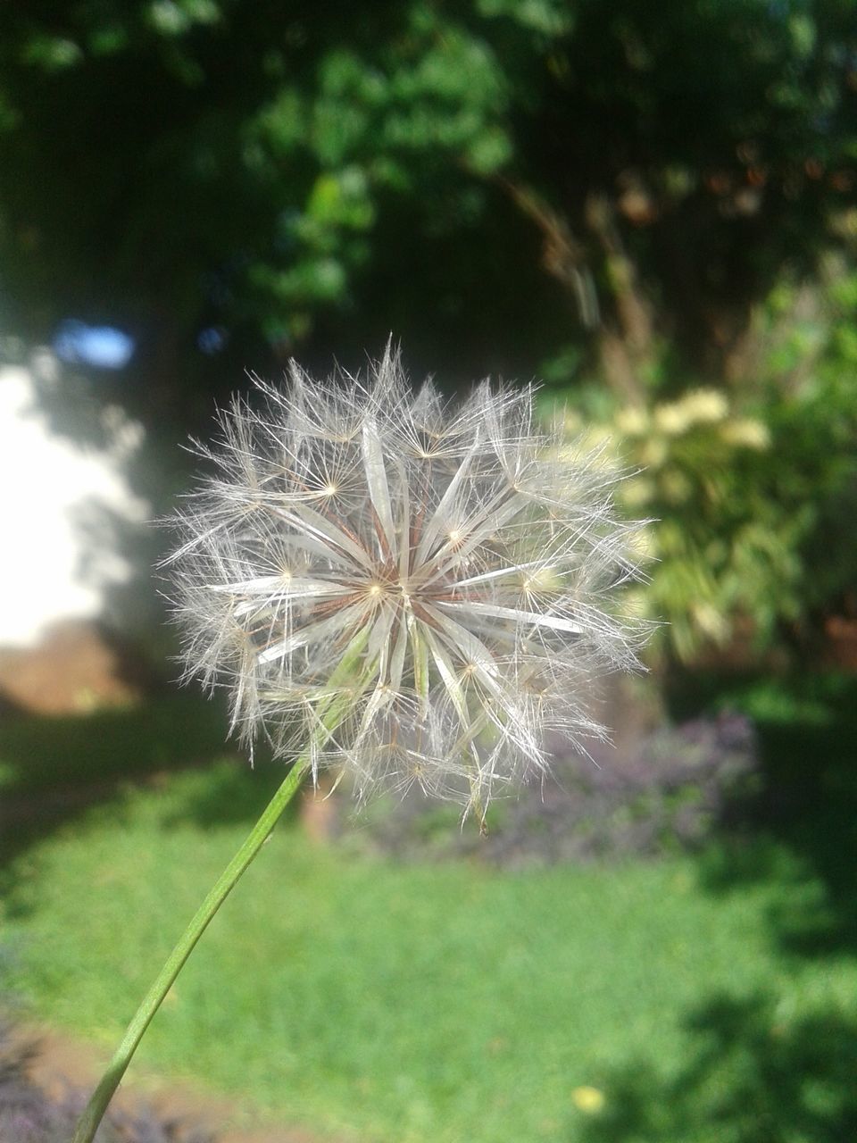 dandelion, fragility, flower, close-up, freshness, growth, stem, plant, focus on foreground, flower head, nature, beauty in nature, single flower, seed, softness, day, dandelion seed, springtime, uncultivated, outdoors, botany, in bloom, wildflower, growing, green color, blossom, no people