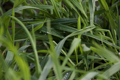 Full frame shot of wet grass