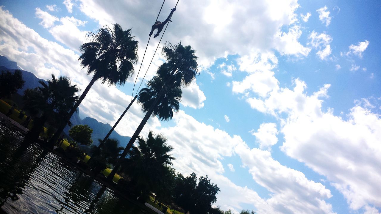 low angle view, sky, tree, cloud - sky, growth, cloud, cloudy, palm tree, nature, tall - high, power line, silhouette, tranquility, electricity pylon, beauty in nature, day, outdoors, cable, no people, electricity