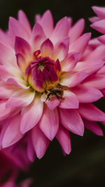 Close-up of pink dahlia