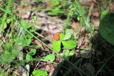 High angle view of insect on plant