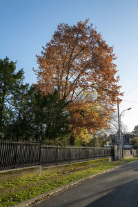 Trees by road against sky during autumn
