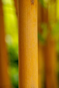 Close-up of bamboo on wood