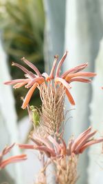 Close-up of plant against blurred background