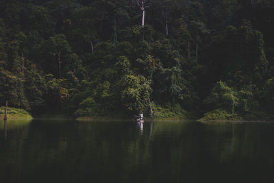 Scenic view of lake in forest