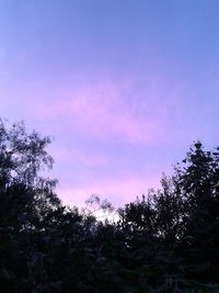 Low angle view of trees against sky