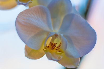 Close-up of white orchid