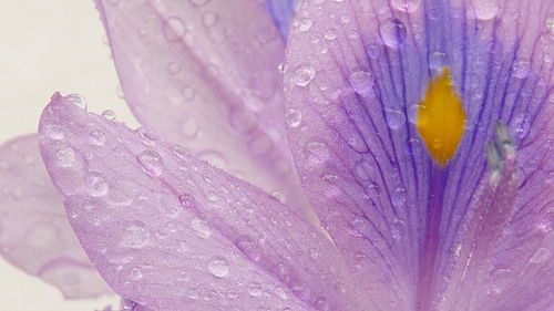 Close-up of wet purple flower