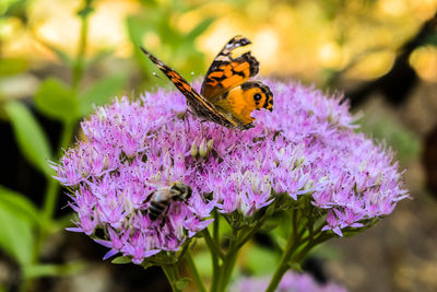 Close-up of butterfly pollinating on purple flower