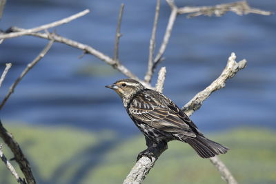 Close-up of bird perching on branch