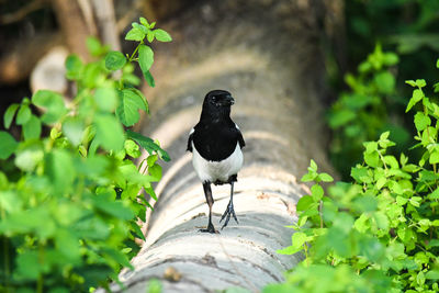 Bird perching on a plant