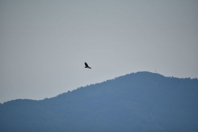 Low angle view of bird flying in sky