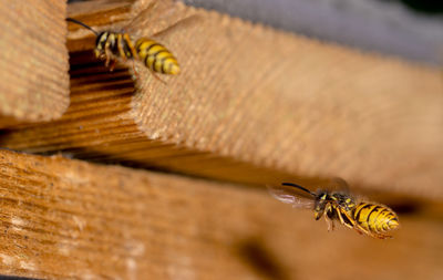 Close-up of bee flying