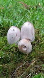 Close-up of mushrooms growing on grassy field