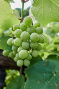 Bunch of grapes in the vineyard